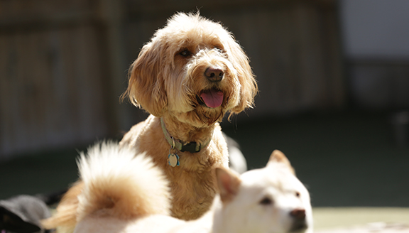 dog training daycare near me