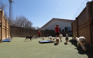 introducing new changes to happy tails dog daycare