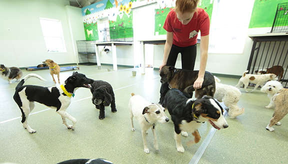 happy tails pet resort and camp