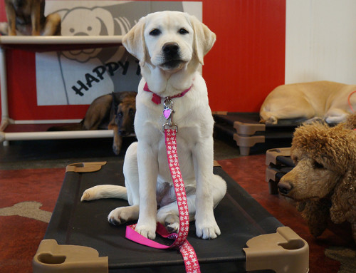 By Popular Demand: Happy Tails Brings Back Expert Dog Training to St. Ann