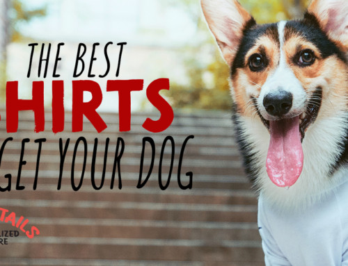 The Best Shirts to Get Your Dog
