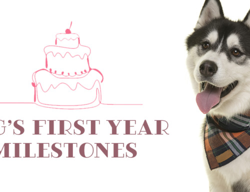 Dogs First Year Milestones