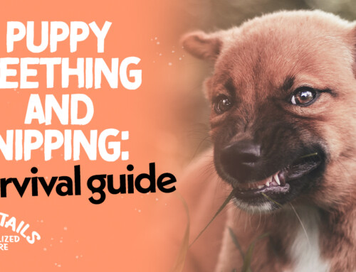Puppy Teething and Nipping: A Survival Guide