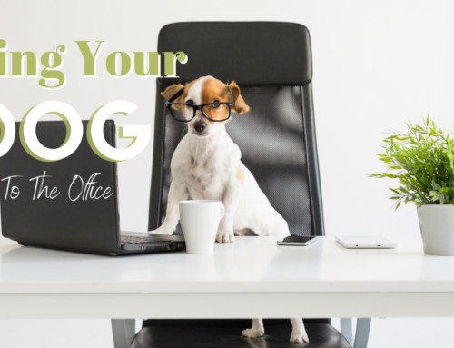 Tips for Bringing Your Dog to the Office