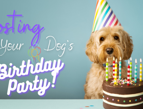 Tips for Hosting a Birthday Party for Your Dog in 2021