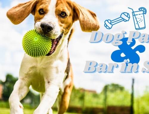 Bar K Dog Park and Bar to Open in St. Louis