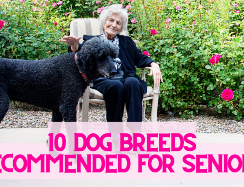 10 Dog Breeds Recommended for Seniors