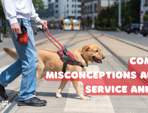 Common Misconceptions About Service Animals