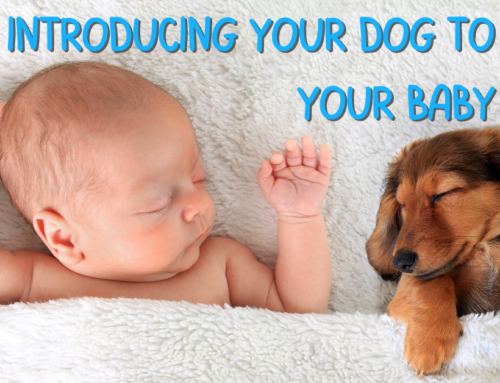 A Guide to Safely Introducing Your Dog to Your Baby