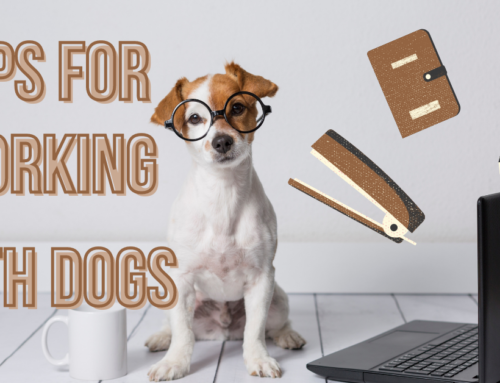 Tips for Those Who Want to Work with Dogs