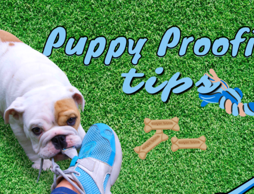 Tips For Puppy Proofing Your Home