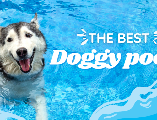The Best Doggy Swimming Pools