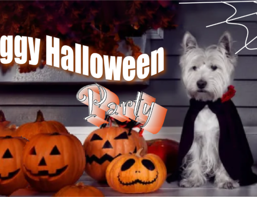 How to Throw Your Dog a Halloween Party