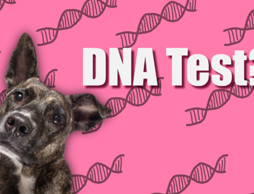 The Best Dog DNA Tests