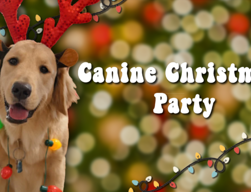 Throwing a Christmas Canine Party