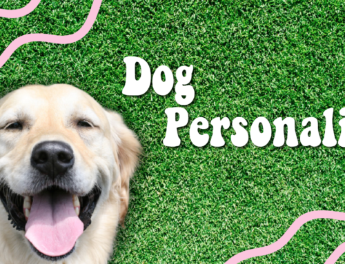 Research Proves Your Dog Has a Unique Personality!