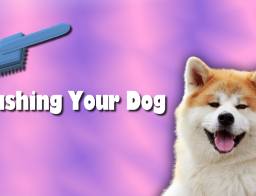 How to Brush Your Dog Based on Their Coat Type
