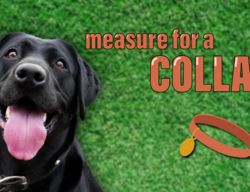 How to Properly Measure Your Dog for a Collar