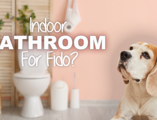 Indoor Bathroom Solutions for Your Dog