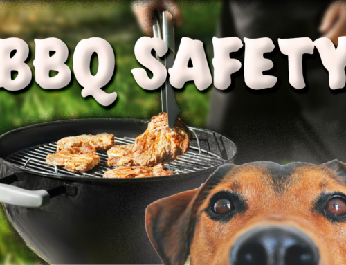 Tips for Keeping Fido Safe at the Summer BBQ