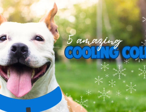 5 Amazing Cooling Collars & Bandanas for Dogs
