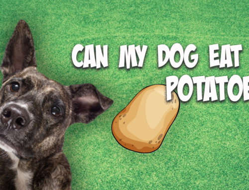 Is it Safe for Dogs to Eat Potatoes?