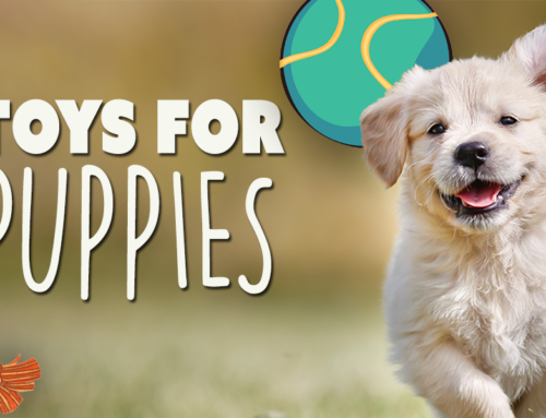 The Best Toys for Puppies