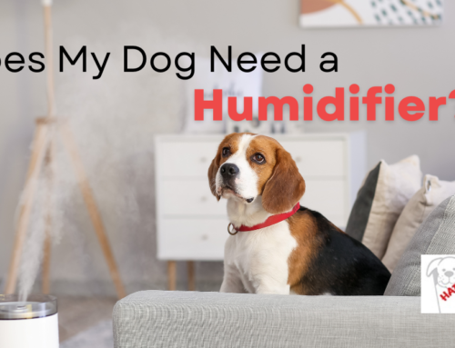 Does My Dog Need a Humidifier?