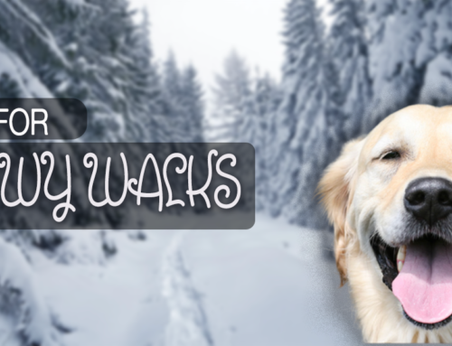 Snowy Dog Walks: What to Know Before You Go