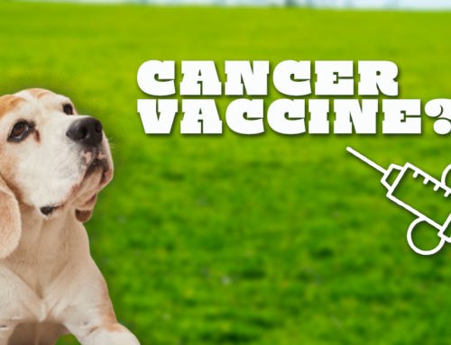 Positive Developments for Study on Canine Cancer Vaccine
