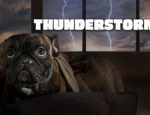 Calm in the Storm: Tips for Soothing a Dog Afraid of Thunderstorms
