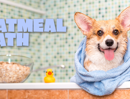 Soothe Your Dog’s Skin with these DIY Oatmeal Baths