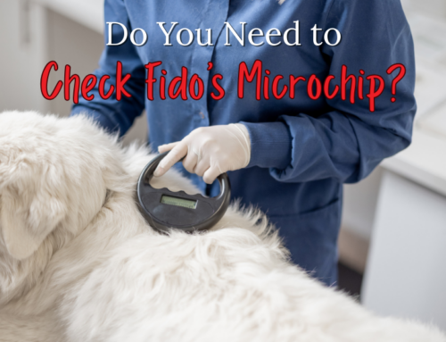 Why You Might Need to Check Fido’s Microchip